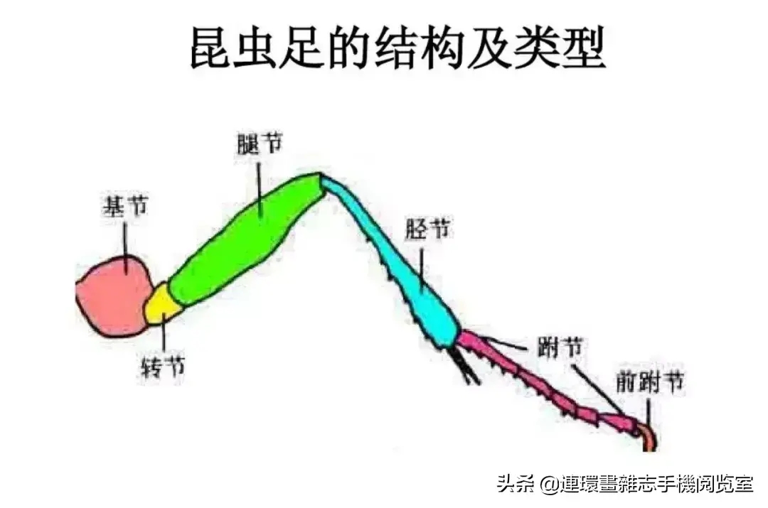 蝗虫,蝈蝈,蟋蟀三者的区别（蟋蟀、蝗虫、螽斯、蝼蛄、蚱蜢、蝈蝈如何区别）