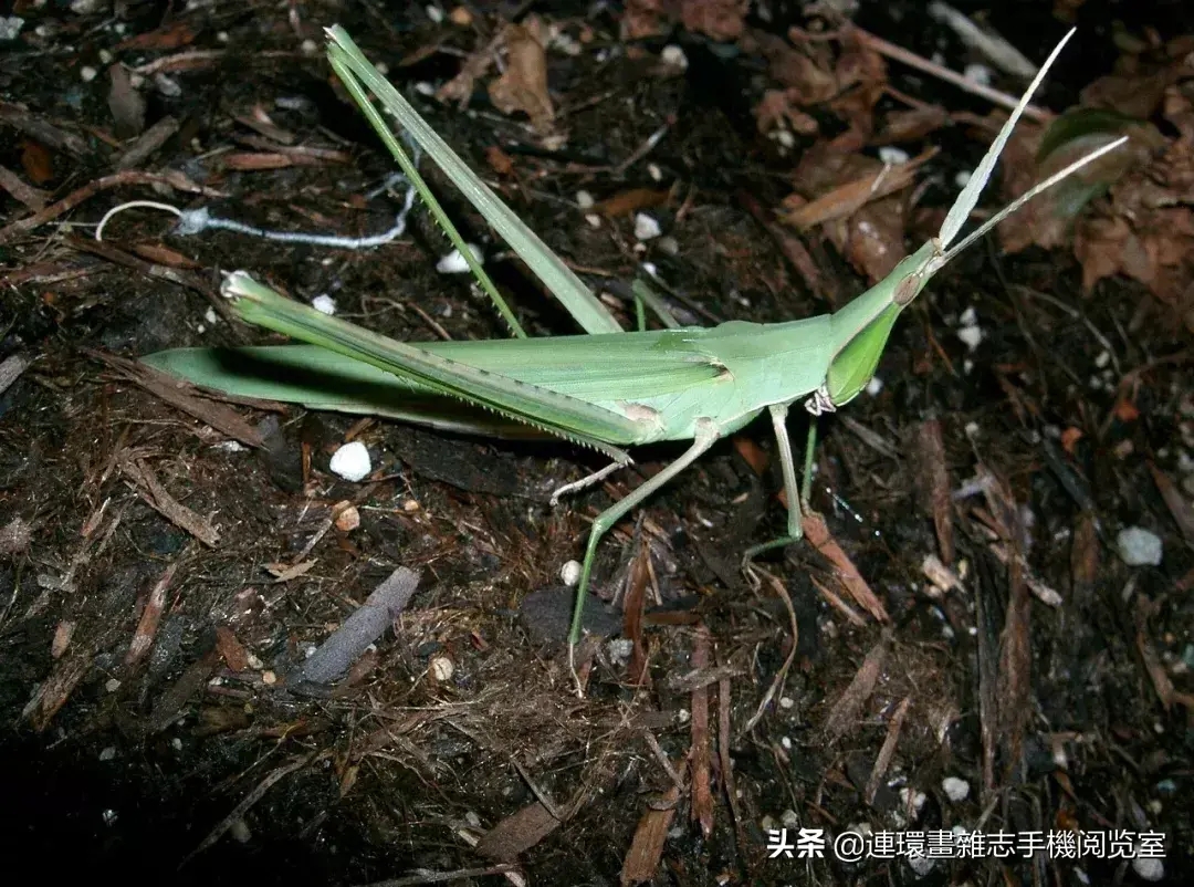 蝗虫,蝈蝈,蟋蟀三者的区别（蟋蟀、蝗虫、螽斯、蝼蛄、蚱蜢、蝈蝈如何区别）