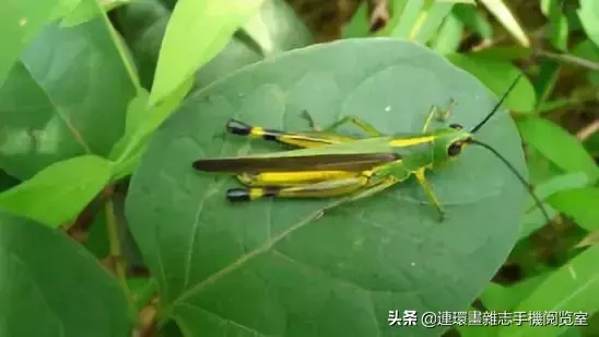 蝗虫,蝈蝈,蟋蟀三者的区别（蟋蟀、蝗虫、螽斯、蝼蛄、蚱蜢、蝈蝈如何区别）