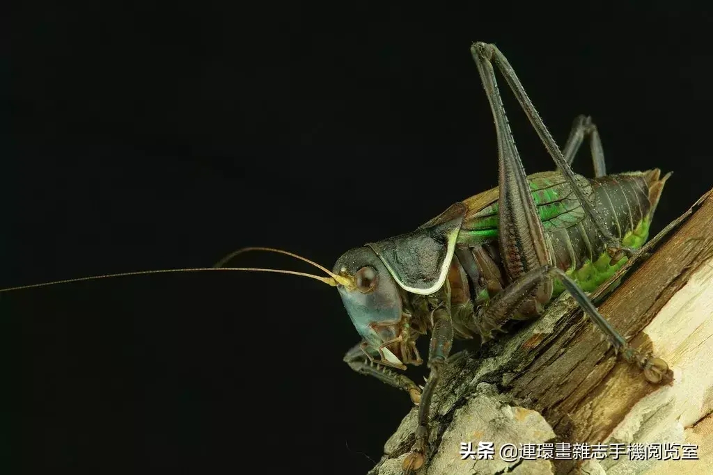 蝗虫,蝈蝈,蟋蟀三者的区别（蟋蟀、蝗虫、螽斯、蝼蛄、蚱蜢、蝈蝈如何区别）