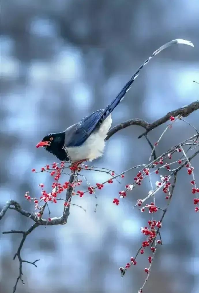 原创咏雪诗句（咏雪诗5首）