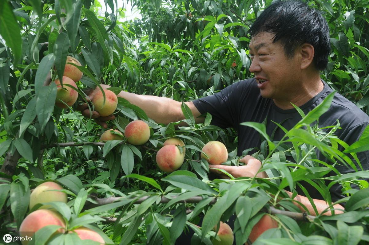 生石灰怎么改善土壤（生石灰改良土壤的具体方法）