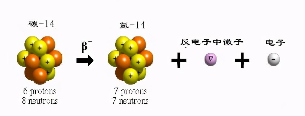 寿命最长的格陵兰鲨（最长寿的格陵兰鲨鱼）