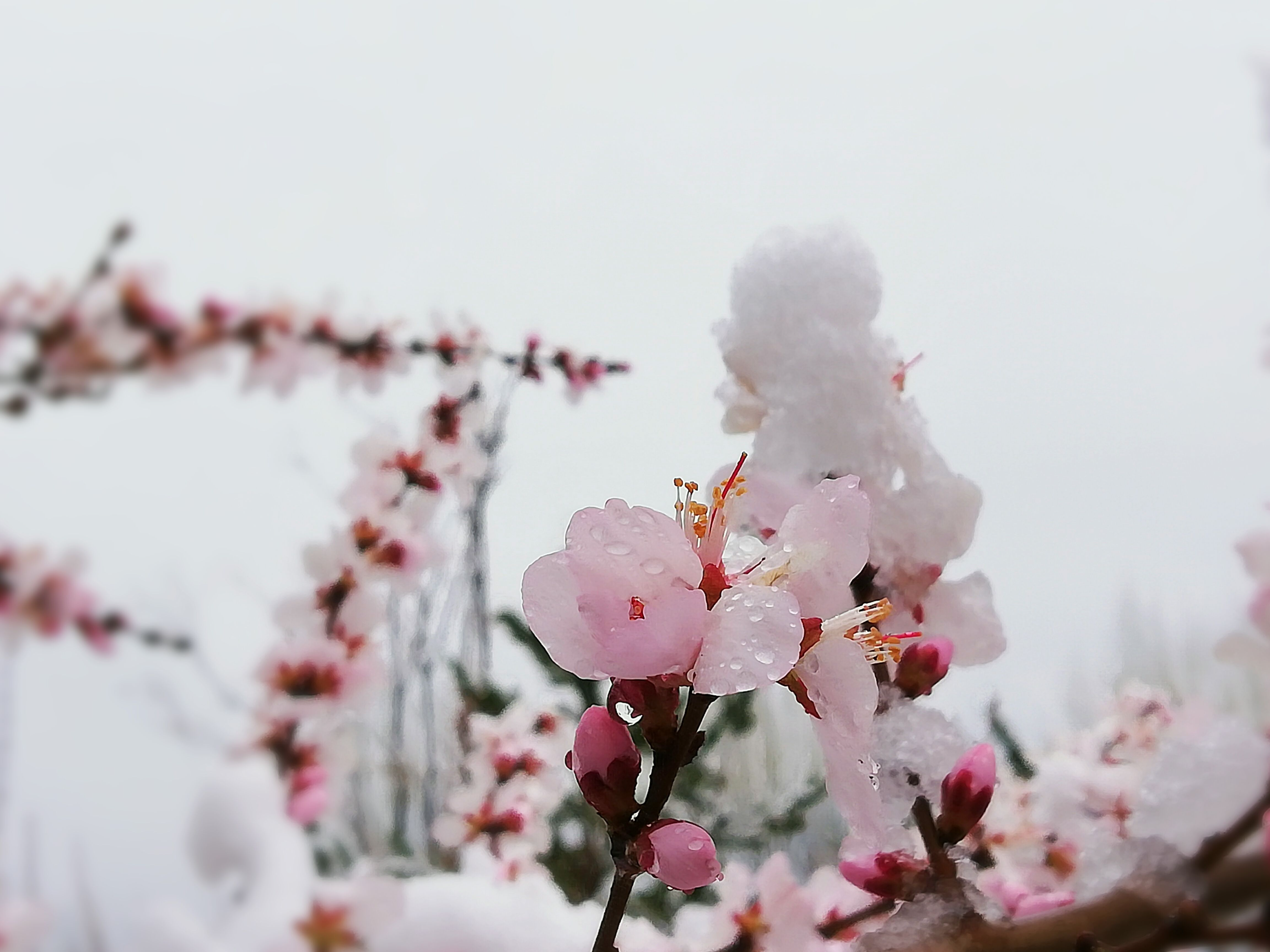 春雪的唯美诗（赞美春雪的诗）