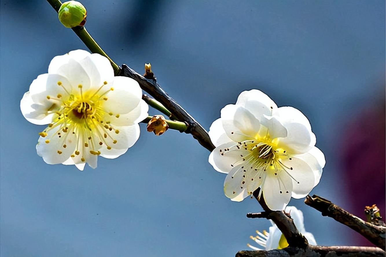 十首著名的梅花诗句（梅花诗句最出名古诗）