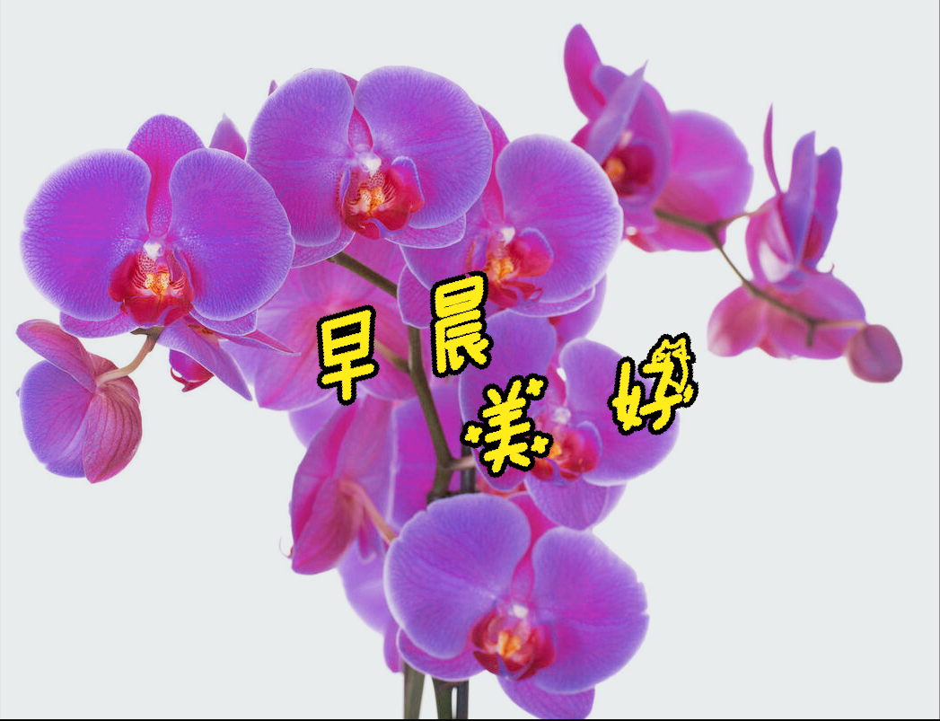 兰花送祝福，早晨一声好，开心一整天，舒心无烦恼，万事都美好