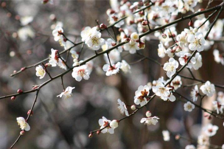 十首著名的梅花诗句（梅花诗句最出名古诗）