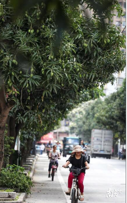 路边芒果可以吃吗?（路边芒果能不能吃）