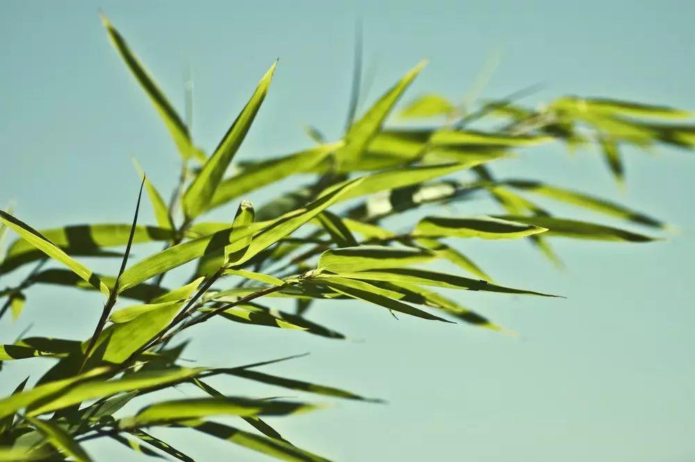 夏日诗词30首（炎炎夏日送清凉的诗词）