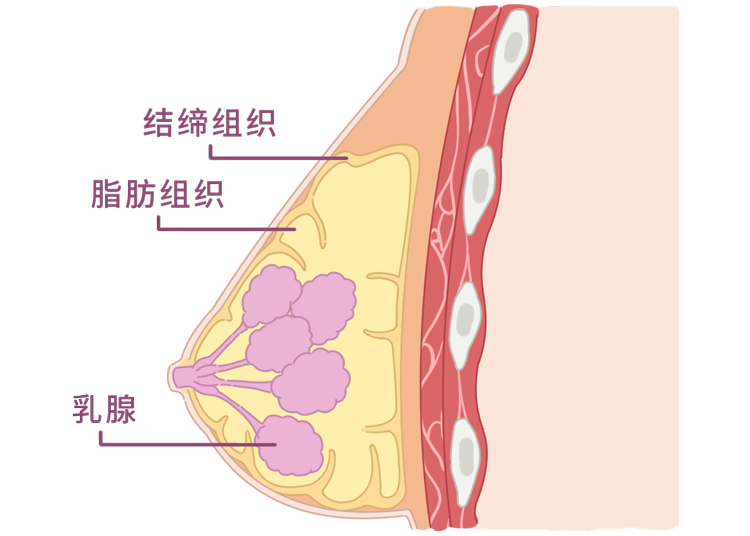 女生如何测量自己是什么罩杯（不同“杯”有什么区别？）