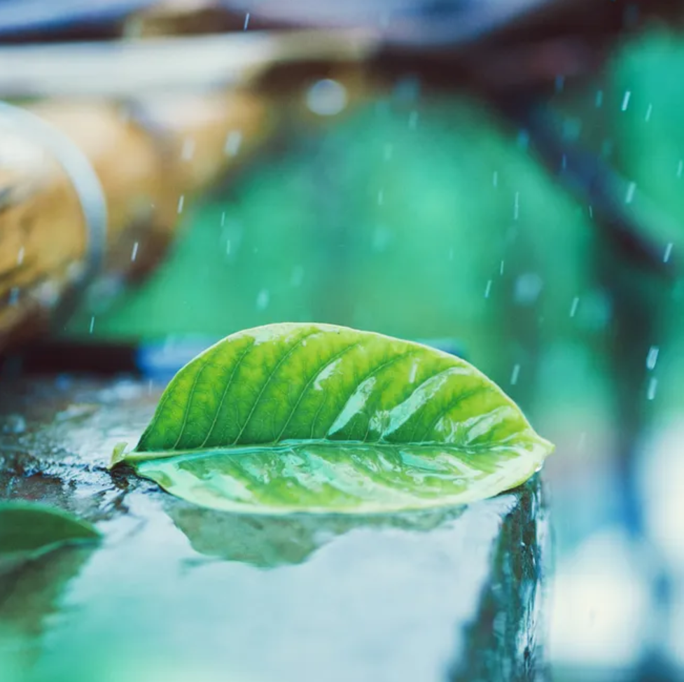 关于小雨的诗句我有哪些