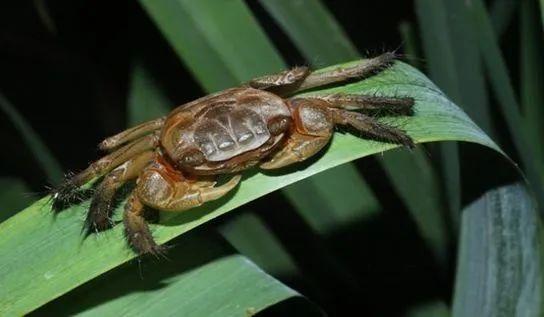 炮台湾湿地公园里的这个底栖小生物，你认识吗？