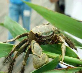 炮台湾湿地公园里的这个底栖小生物，你认识吗？