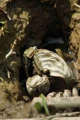 炮台湾湿地公园里的这个底栖小生物，你认识吗？