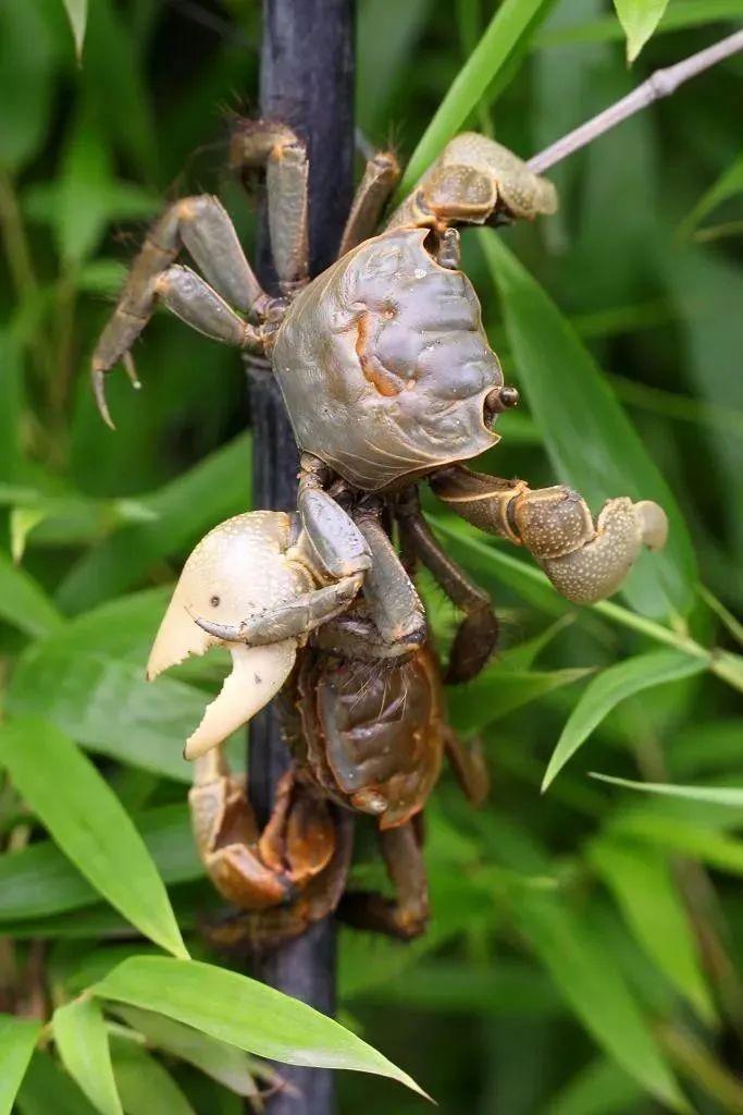 炮台湾湿地公园里的这个底栖小生物，你认识吗？