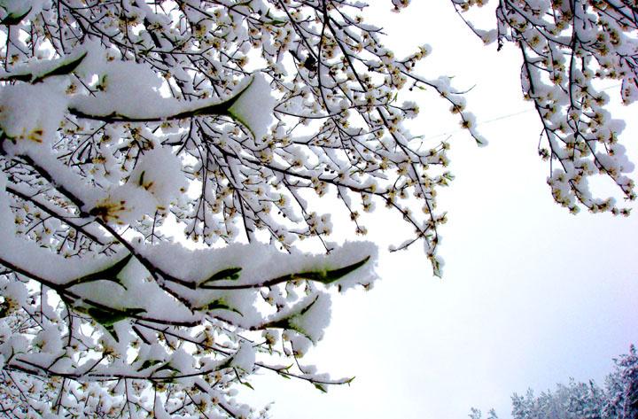 春雪的唯美诗（赞美春雪的诗）