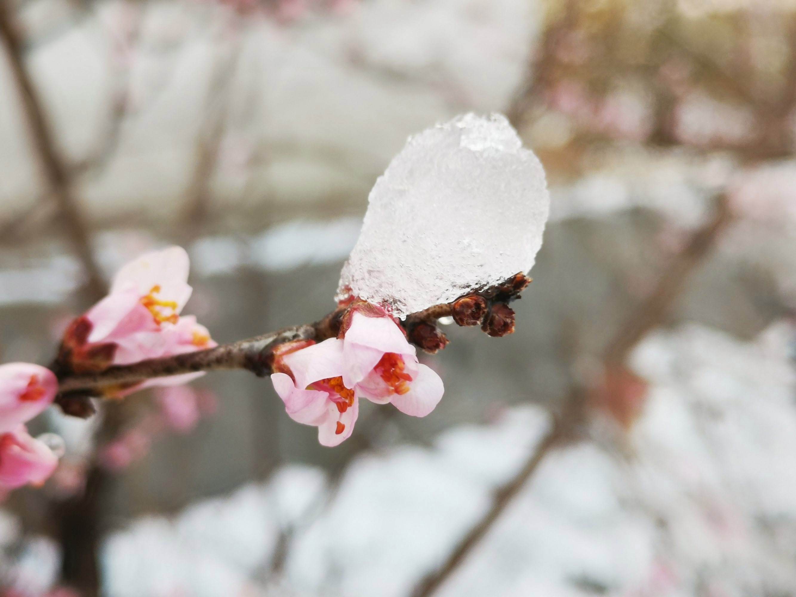 春雪的唯美诗（赞美春雪的诗）