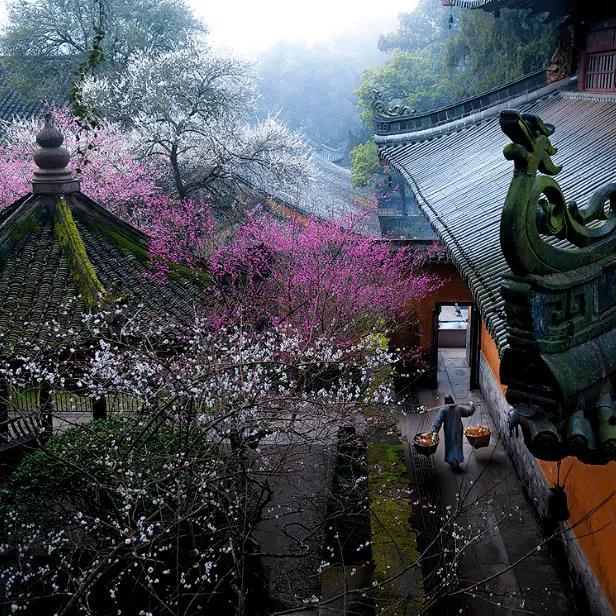 《大林寺桃花》翻译全文（大林诗桃花译文）