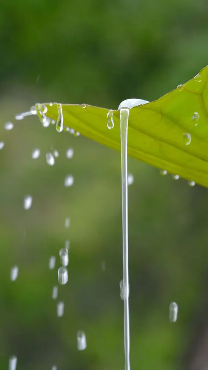 关于小雨的诗句我有哪些