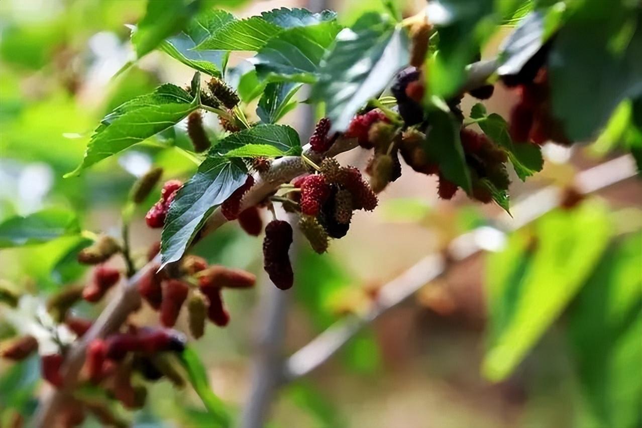 关于树木的优美诗句集锦（树木类的古诗）