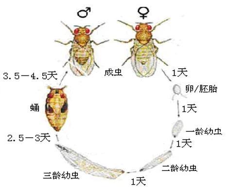 垃圾桶里的小飞虫怎么出现的（垃圾桶里的小飞虫飞出来了怎么处理）