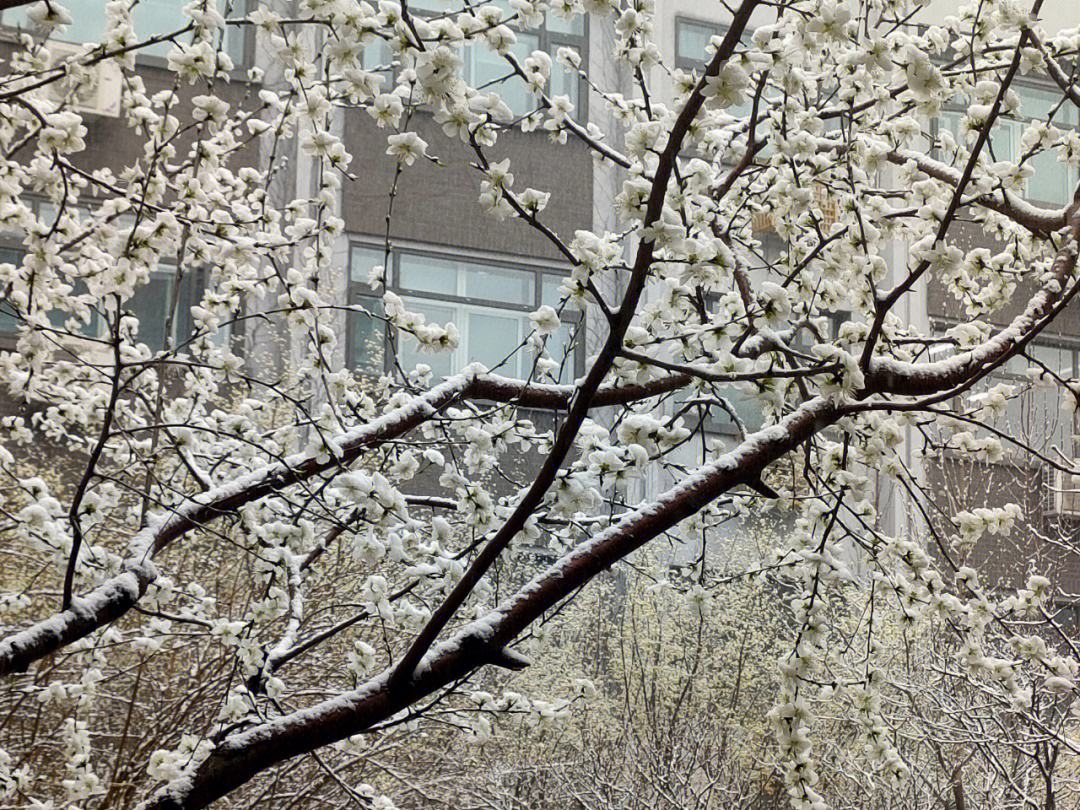 春雪的唯美诗（赞美春雪的诗）