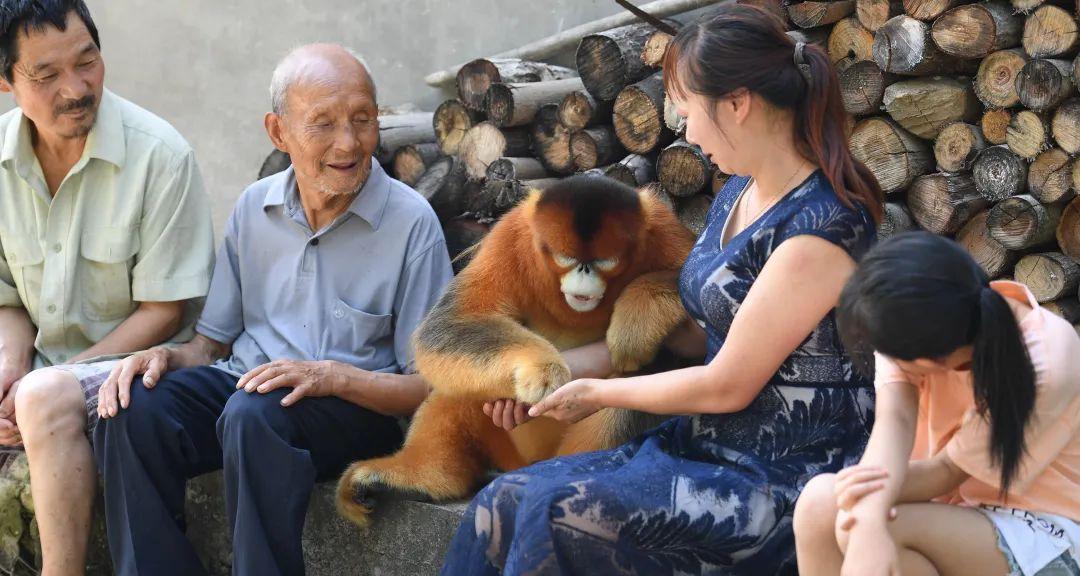 同是猴子，峨眉山猴为何人人喊打，金丝猴下山村民却当块宝？