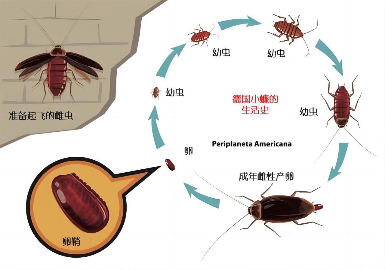 蟑螂的起源与进化（蟑螂为什么不能随意踩死它）