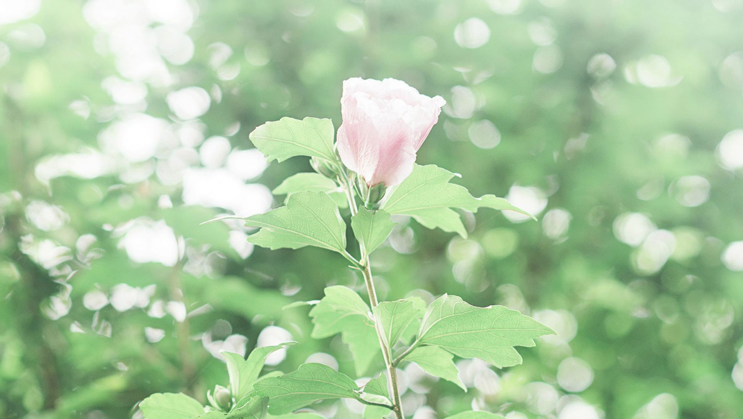 唐诗中有关夏天的诗（唐代夏日古诗）