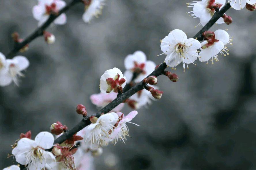 十首著名的梅花诗句（梅花诗句最出名古诗）