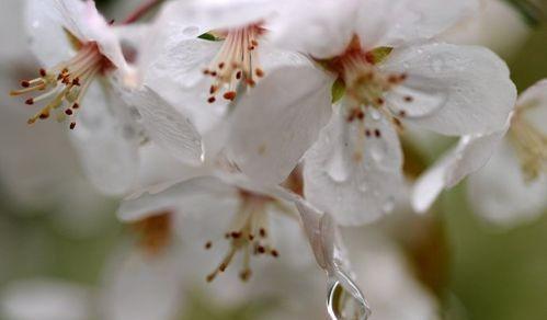 最经典的梨花诗（梨花诗词集锦大全）