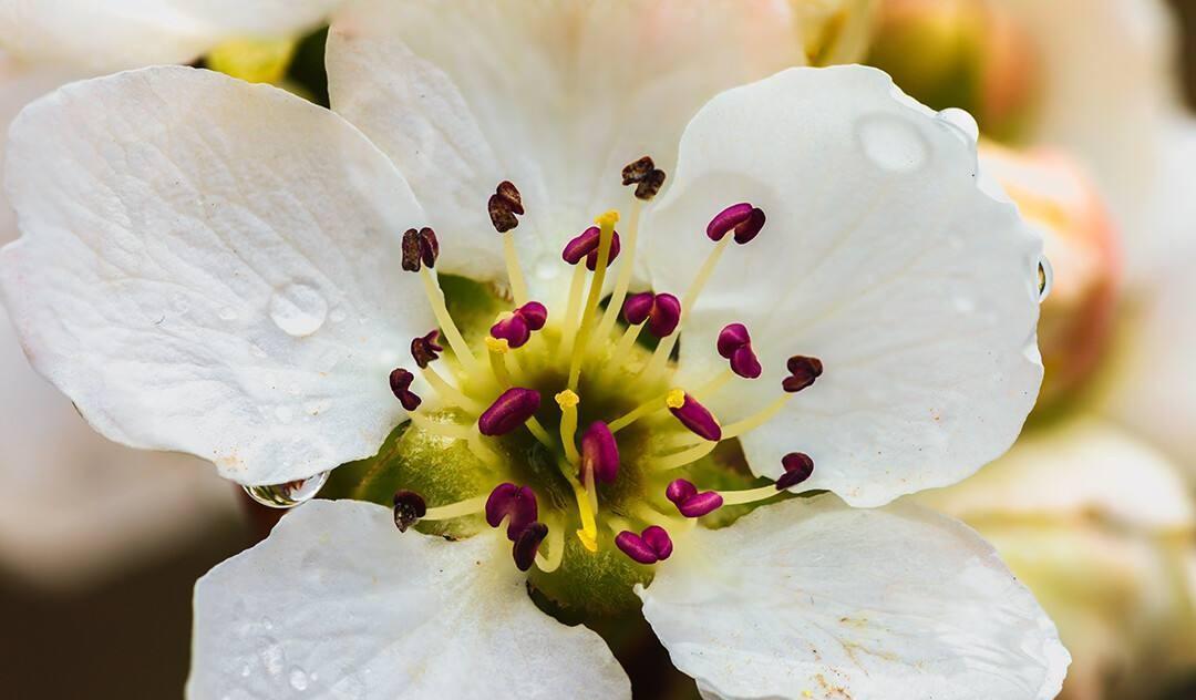 最经典的梨花诗（梨花诗词集锦大全）