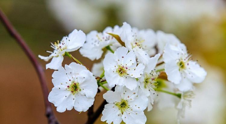 最经典的梨花诗（梨花诗词集锦大全）