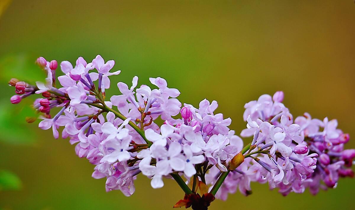 最经典的梨花诗（梨花诗词集锦大全）