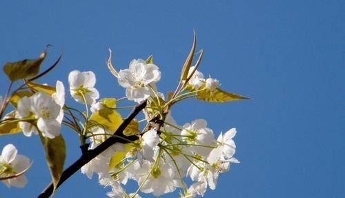 最经典的梨花诗（梨花诗词集锦大全）