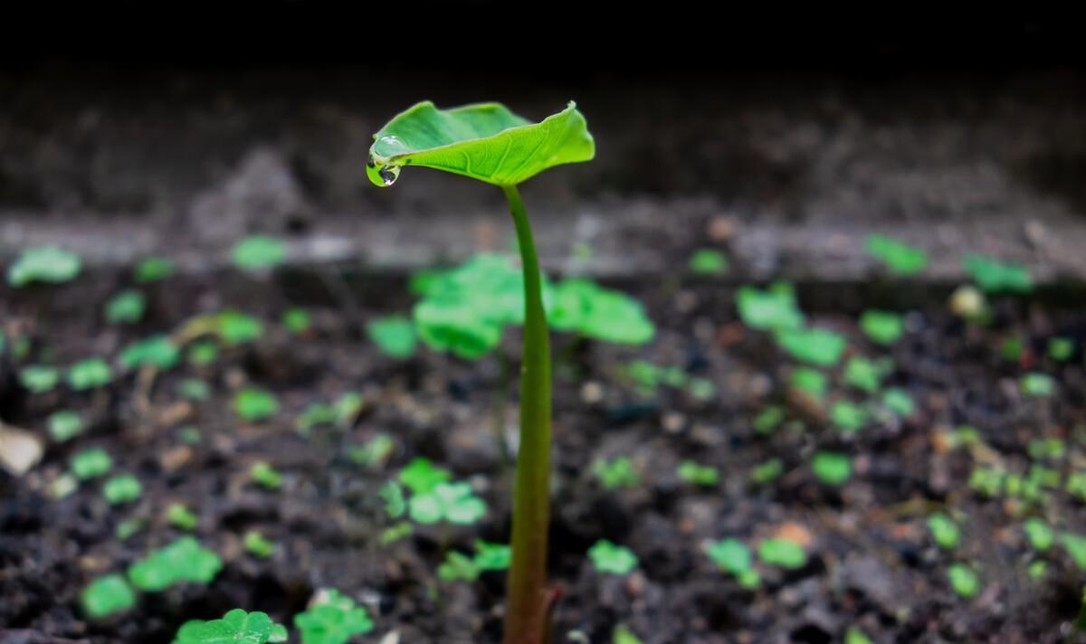 雨水节气诗词鉴赏（雨水节气的诗词歌赋）