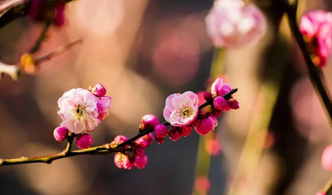 十首著名的梅花诗句（最经典的梅花诗欣赏）