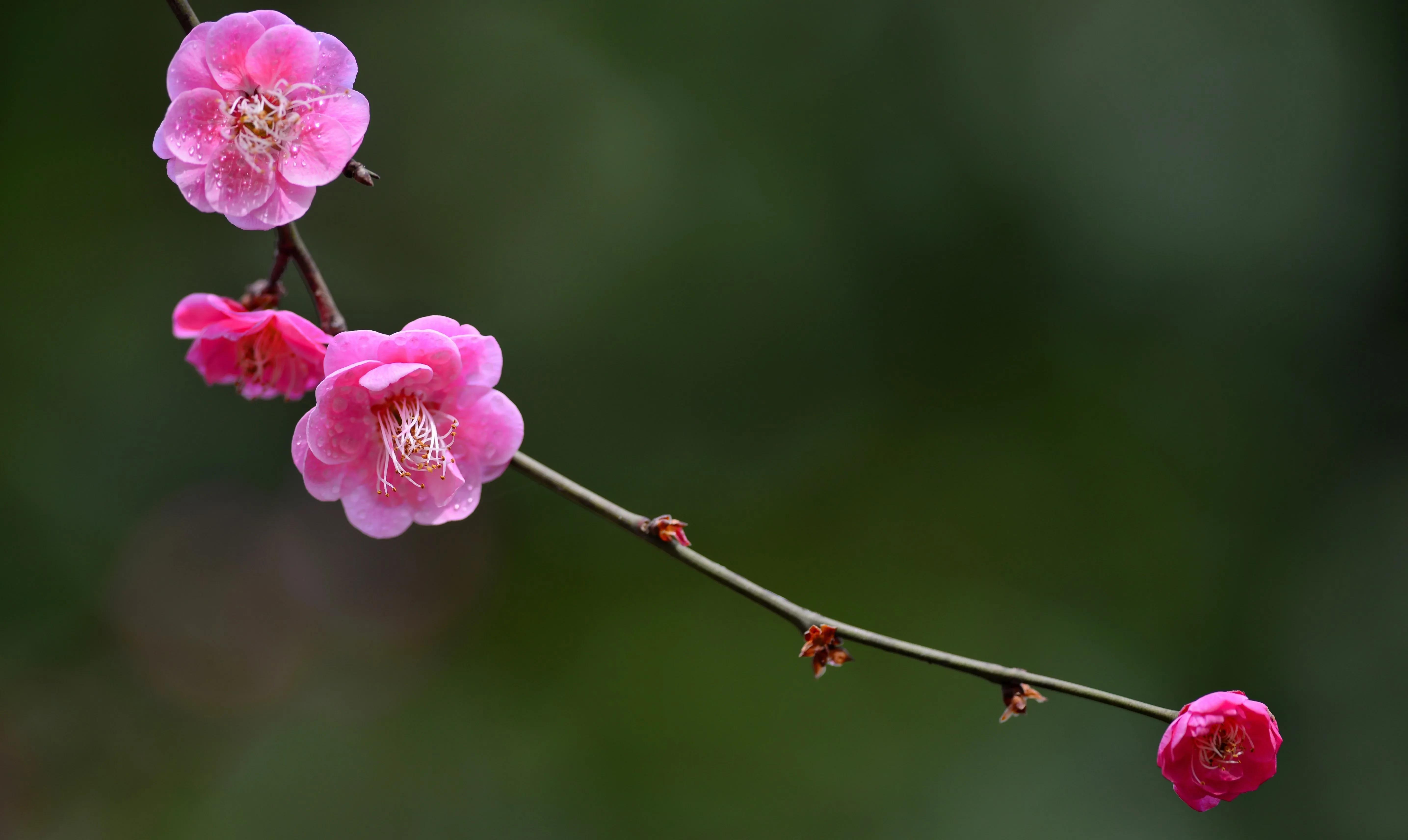 十首著名的梅花诗句（最经典的梅花诗欣赏）