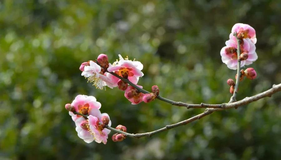 十首著名的梅花诗句（最经典的梅花诗欣赏）