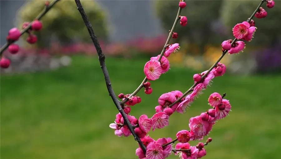 十首著名的梅花诗句（最经典的梅花诗欣赏）