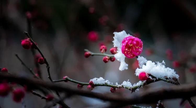 十首著名的梅花诗句（最经典的梅花诗欣赏）