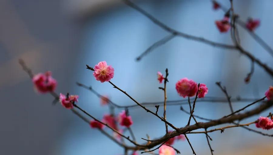 十首著名的梅花诗句（最经典的梅花诗欣赏）