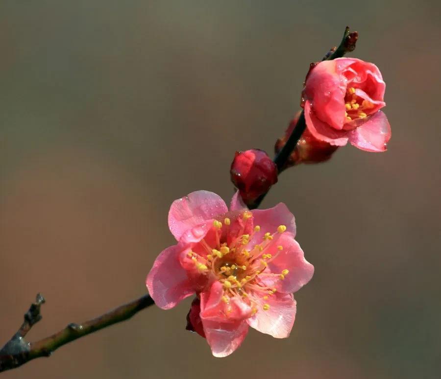 十首著名的梅花诗句（最经典的梅花诗欣赏）