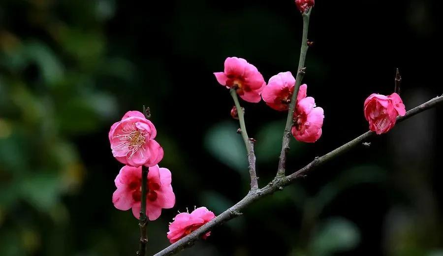 十首著名的梅花诗句（最经典的梅花诗欣赏）