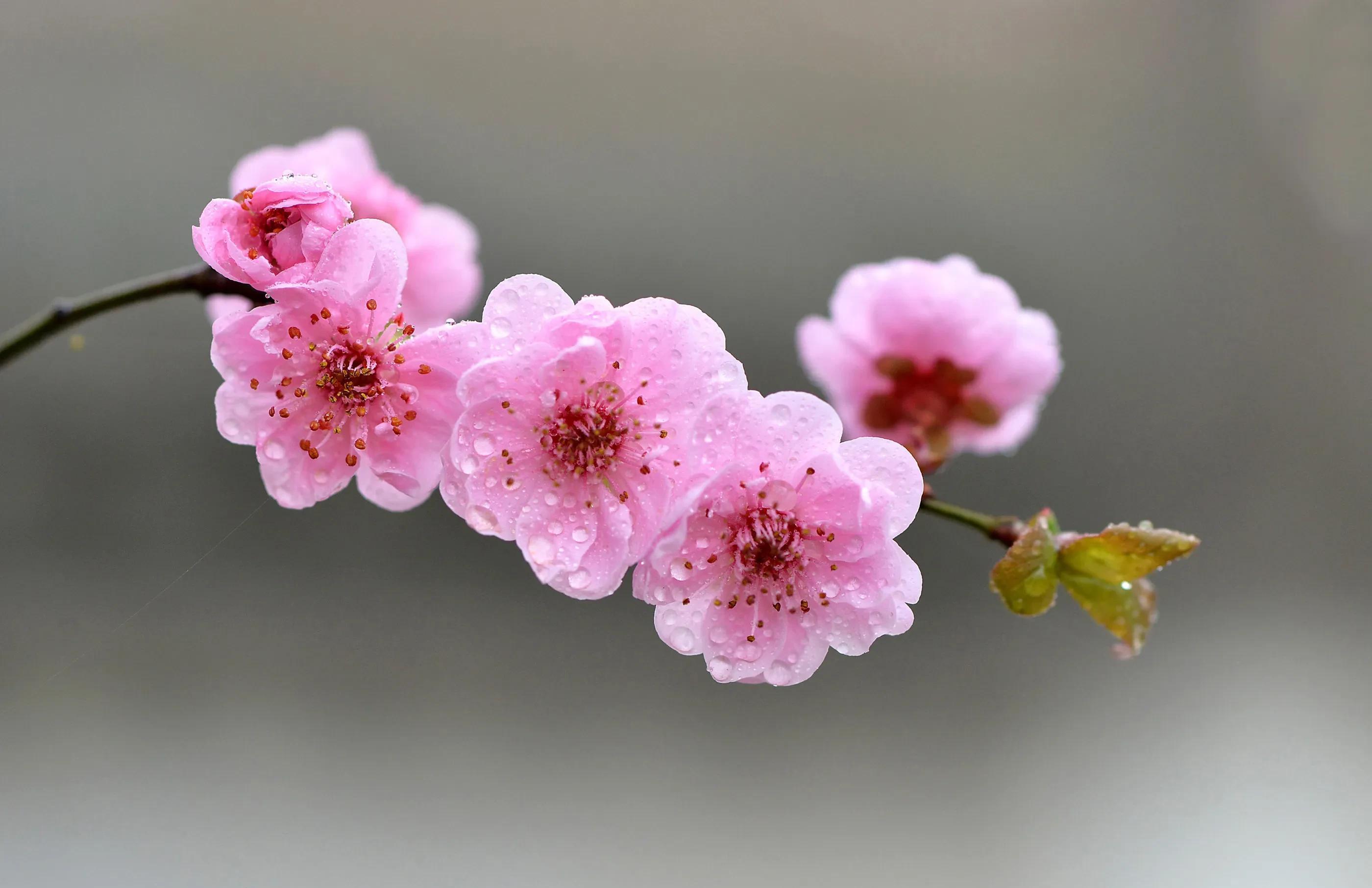 十首著名的梅花诗句（最经典的梅花诗欣赏）