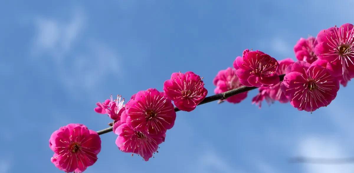 十首著名的梅花诗句（最经典的梅花诗欣赏）