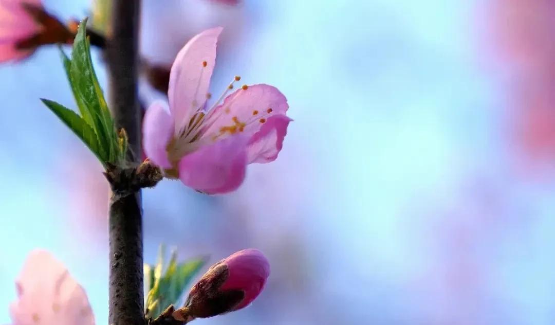 宋词里面有写桃花的有哪些（宋代有关桃花的著作）