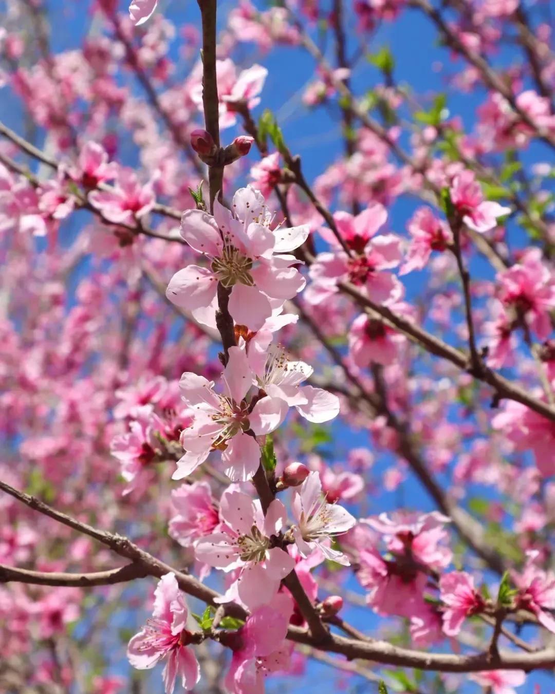 宋词里面有写桃花的有哪些（宋代有关桃花的著作）