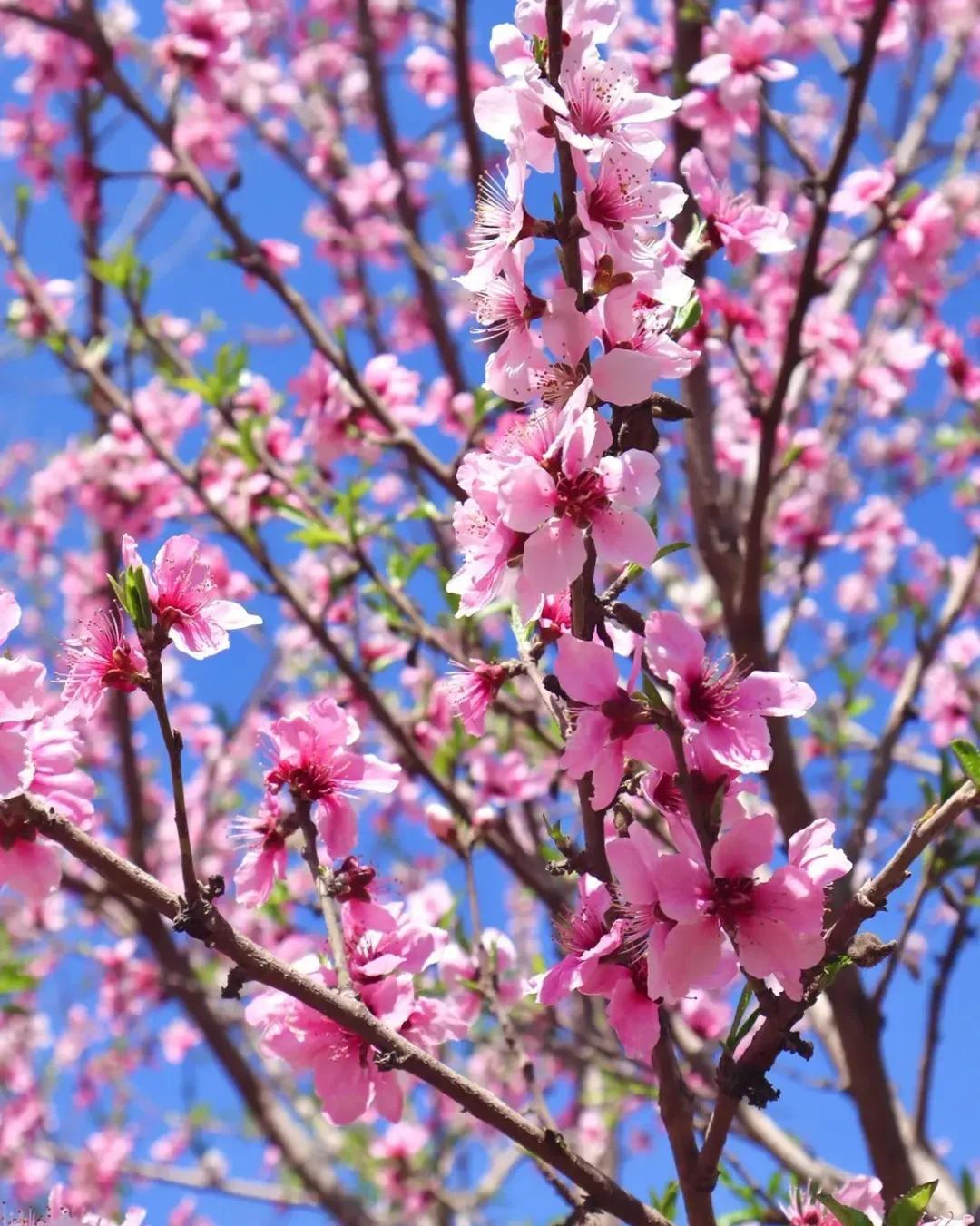 宋词里面有写桃花的有哪些（宋代有关桃花的著作）