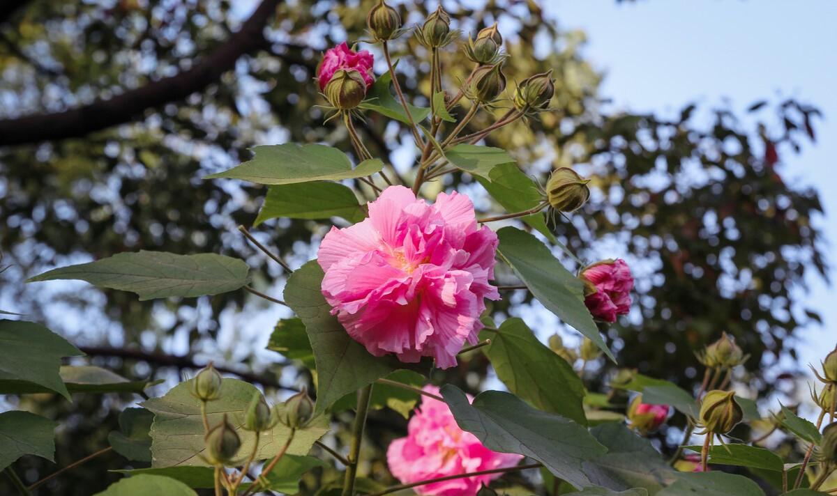 晚秋春色木芙蓉古诗五首：一枝枝似一团霞，春色入秋寒更鲜